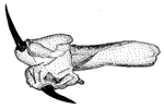 luteibarba_d.GIF (6523 Byte)