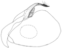 madagascariensis a.gif (3667 Byte)