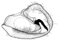 madagascariensis b.GIF (7261 Byte)