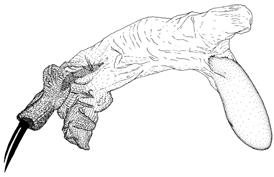 madagascariensis d.GIF (16805 Byte)