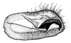 magnifica b.GIF (9697 Byte)