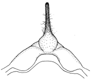 magnifica c.GIF (2730 Byte)