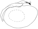 makadara a.GIF (3528 Byte)