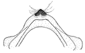 makadara c.GIF (2417 Byte)