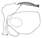 mulleri a.GIF (2052 Byte)