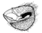 mulleri b.GIF (2966 Byte)