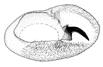 nigrivenosa b.GIF (4911 Byte)