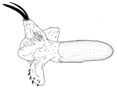 nigrivenosa d.GIF (5663 Byte)