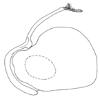 nigroapicalis a.GIF (4185 Byte)