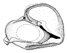 nigroapicalis b.GIF (8425 Byte)
