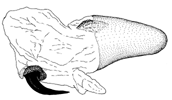 nigroapicalis d.GIF (7672 Byte)