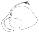 niveivitrea a.GIF (3503 Byte)