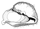 niveivitrea b.GIF (7385 Byte)