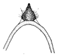 niveivitrea c.GIF (1808 Byte)