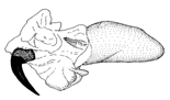 niveivitrea d.GIF (6277 Byte)
