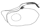 phaedra a.GIF (3543 Byte)
