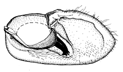 phaedra b.GIF (6126 Byte)