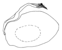 puella a.GIF (3230 Byte)