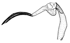 puella d.GIF (7367 Byte)