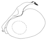 roseomarginata a.GIF (2670 Byte)