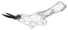 roseomarginata d.GIF (7011 Byte)