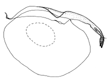 syntomina a.GIF (2836 Byte)