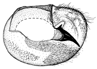 syntomina b.GIF (5763 Byte)