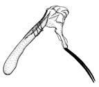 syntomina d.GIF (4723 Byte)