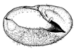 thermochroa b.GIF (5971 Byte)