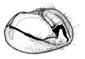 vitrea b.GIF (6723 Byte)