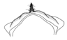 vitrea c.GIF (2313 Byte)