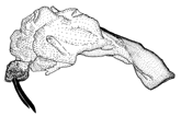 vitrea d.GIF (8265 Byte)