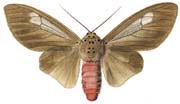 03 leucoptera m.JPG (7896 Byte)