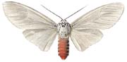 04 leucoptera w.JPG (5835 Byte)