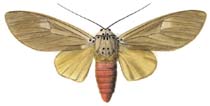 06 phaedra m.JPG (7399 Byte)