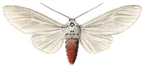 07 phaedra w.JPG (6657 Byte)