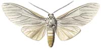 08 catinca m.JPG (7011 Byte)