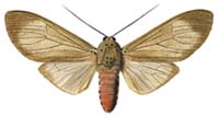 11 vidua.JPG (8489 Byte)