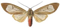 12 roseomarginata.JPG (7777 Byte)