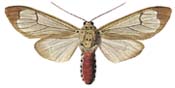 13 vitrea.JPG (7067 Byte)