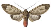 14 luteibarba.JPG (7516 Byte)