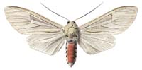 16 lupia.JPG (6671 Byte)