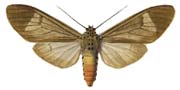 19 thermochroa.JPG (7252 Byte)