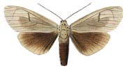 30 androfusca m.JPG (7251 Byte)