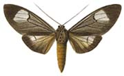 31 brunnea m.JPG (8100 Byte)