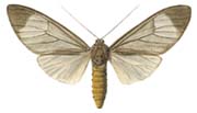 32 brunnea w.JPG (7024 Byte)