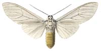 33 catinca w.JPG (6173 Byte)