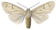 34 androfusca w.JPG (7002 Byte)