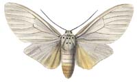 36 howardi.JPG (7497 Byte)