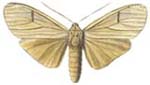 37 lineolata.JPG (6483 Byte)